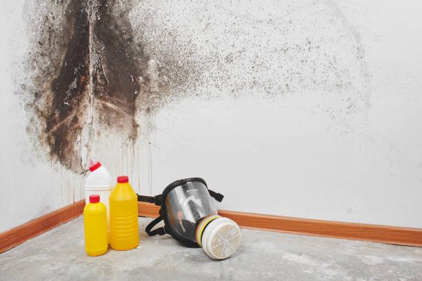 Best Health and Safety Mold Remediation in Ellensburg, WA