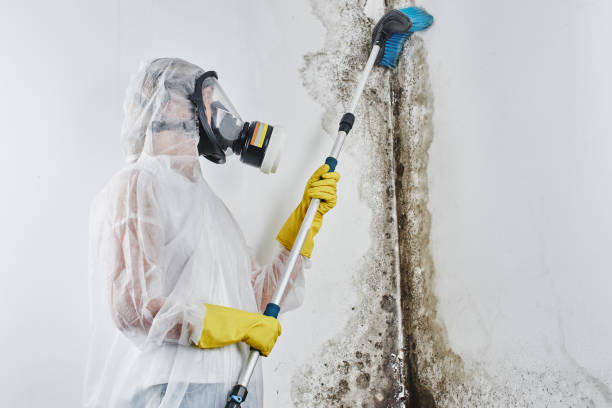 Best White Mold Remediation in Ellensburg, WA