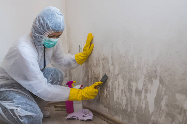 Best Insurance-Related Mold Remediation in Ellensburg, WA