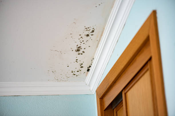 Best Mold Remediation for Specific Building Types in Ellensburg, WA