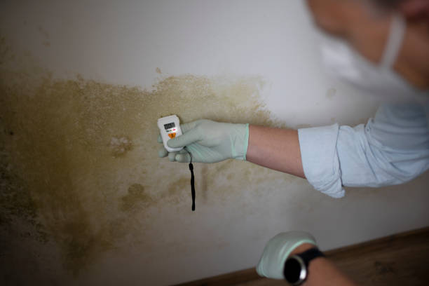 Best Attic Mold Remediation in Ellensburg, WA