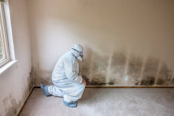 Best Post-Flood Mold Remediation in Ellensburg, WA