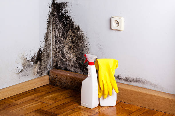 Best Mold Remediation for Schools in Ellensburg, WA