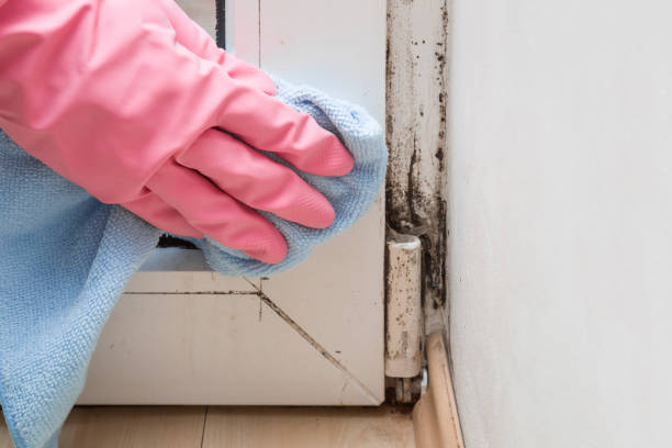 Best Basement Mold Remediation in Ellensburg, WA