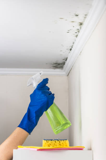 Best Residential Mold Remediation in Ellensburg, WA