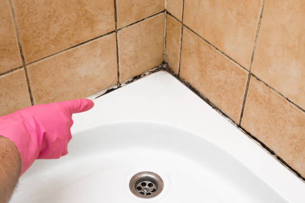 Best Attic Mold Remediation in Ellensburg, WA